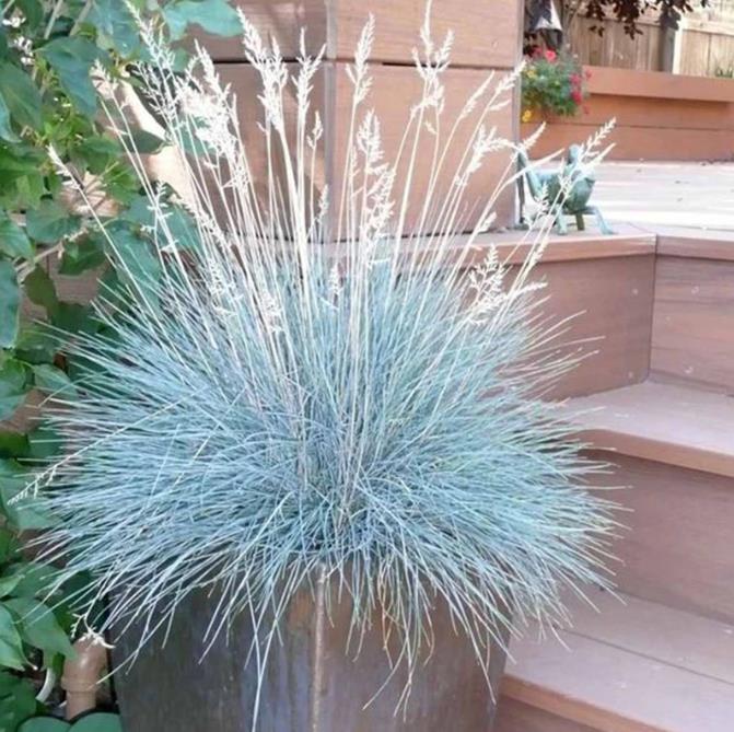 Festuca glauca 'Blue Select' - Grama Azul 'Seleção Azul', Blue Fescue Grass, Blue Select Grass