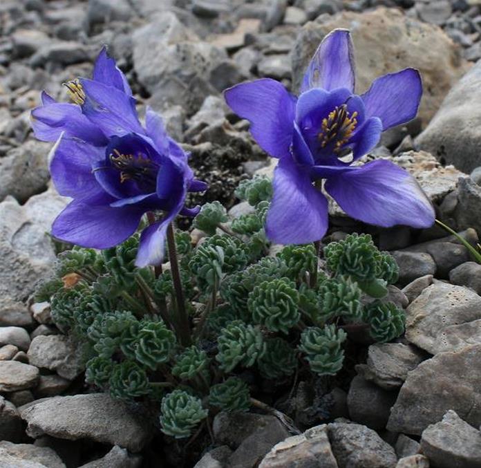 Aquilegia jonessi x Aquilegia saximontana - Aquilegia Diamante Azul, Rosa Columbina Diamante Azul