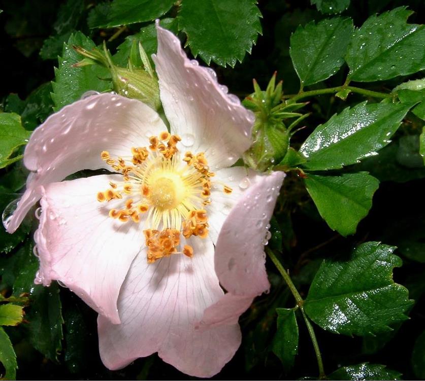 Rosa canina -  Trepadeira Rosa Mosqueta Canina, Rosa selvagem, Rosa silvestre, Rosa canina