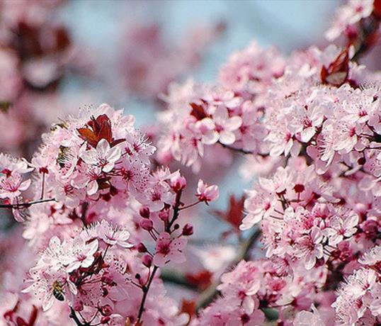 Prunus Cerasifera Cv. Red Cherry - Cerejeira, Cereja-ameixa, Cherry Plum