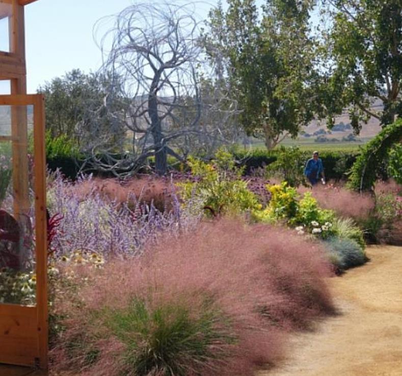 Muhlenbergia capillaris - Grama Rosa Ornamental, Grama Rosa, Muhlygrass, Mulhy Pink Grass, Sweetgrass