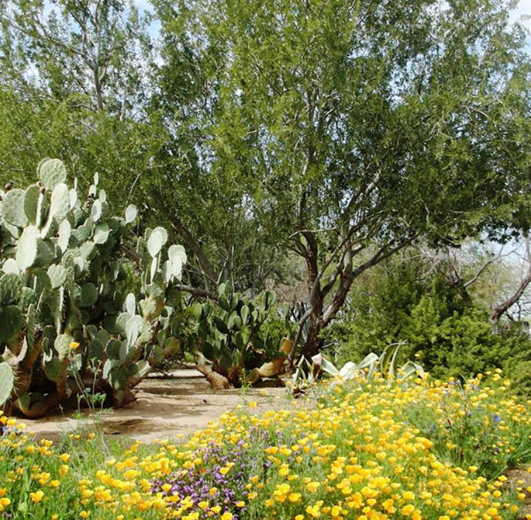 Olneya tesota - Madeira de Ferro do Deserto, Pau-Ferro do Deserto, Desert Ironwood
