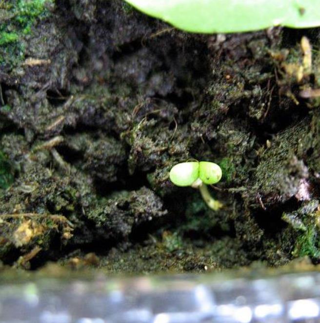 Valerianella Locusta - Coquille De Louviers - Alface De Cordeiro, Alface-da-terra, Alface-de-coelho, Canónigo