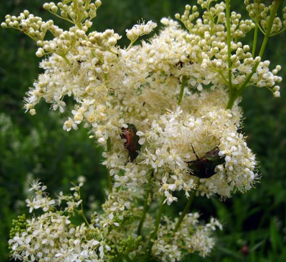 Filipendula Ulmaria (Spirraea Ulmaria) - Aspirina Vegetal, Erva Ulmeira, Rainha do Prado, Hidromel