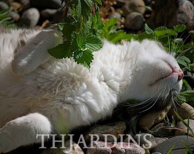 Nepeta cataria - Bálsamo do Campo, Erva dos Gatos, Catnip, Catmint