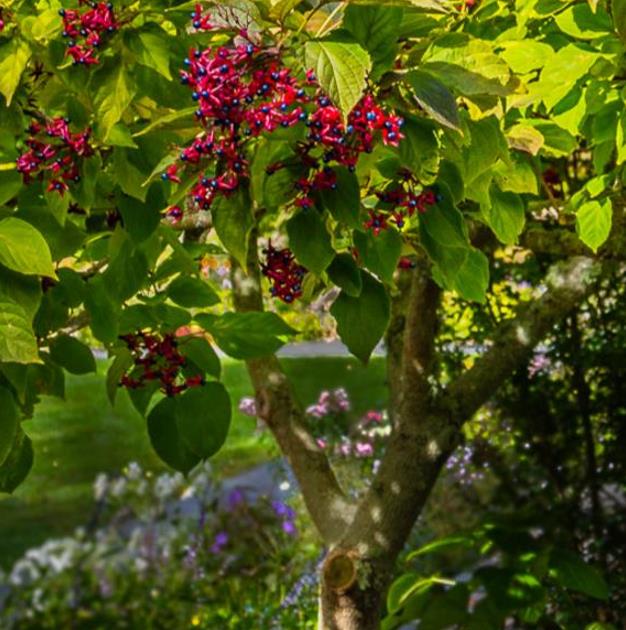 Clerodendrum trichotomum 'Fargesii' - Clerodendro Glorioso, Clerodendro Arlequim, Árvore Manteiga de Amendoim, Arlequi