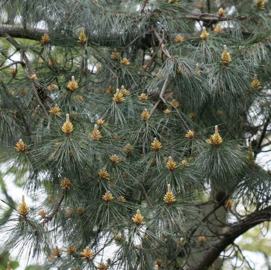 Pinus tabuliformis - Pinheiro vermelho Manchuriano, Pinheiro Chinês do Sul, Pinheiro vermelho Chinês