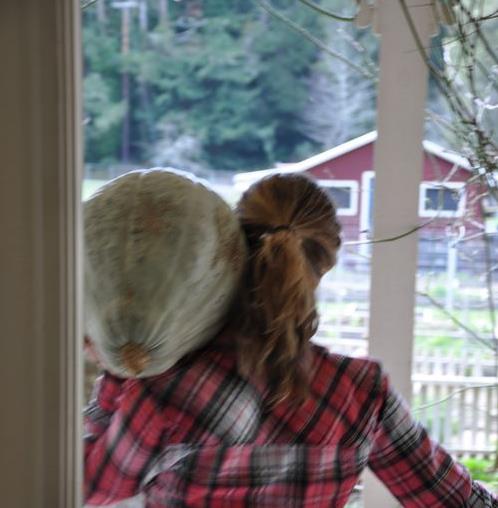 Cucurbita Maxima Hubbard Blue Giant (Certificação Orgânica) - Abóbora Hubbard Gigante, Abóbora Azul Colossal