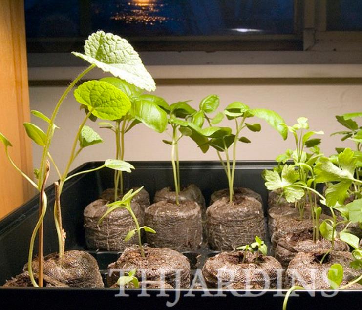 Nepeta cataria - Bálsamo do Campo, Erva dos Gatos, Catnip, Catmint