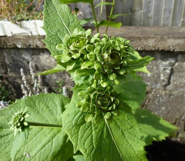 Inula magnifica 'Sonnenstrahl' - Inula gigante, Inula sonnenstrahl, Inula magnifica "Raio de Sol", Margarida giga