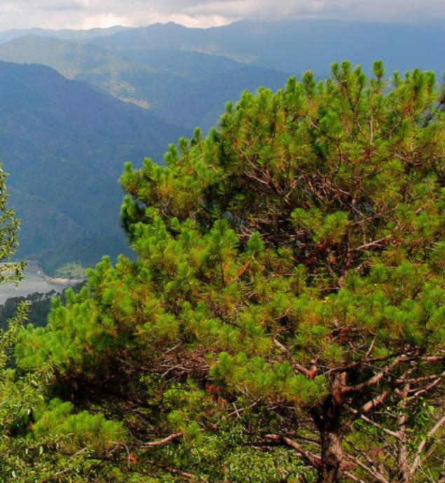 Pinus kesiya (Pinus insularis) - Pinheiro de Khasia, Khasi pine, Benguet pine