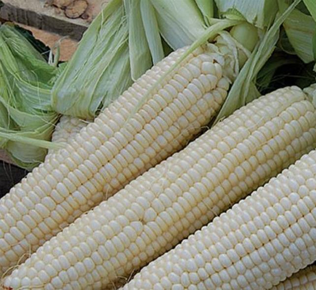 Zea mays Stowell's Evergreen (C.O.) - Milho Doce Perene de Stowell, Milho Doce Perene