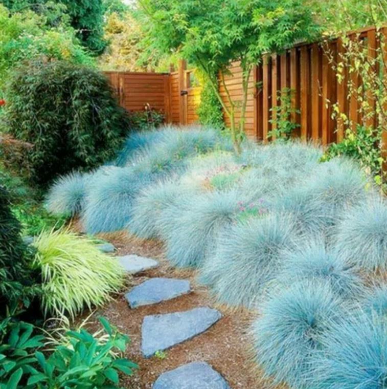Festuca glauca 'Blue Select' - Grama Azul 'Seleção Azul', Blue Fescue Grass, Blue Select Grass
