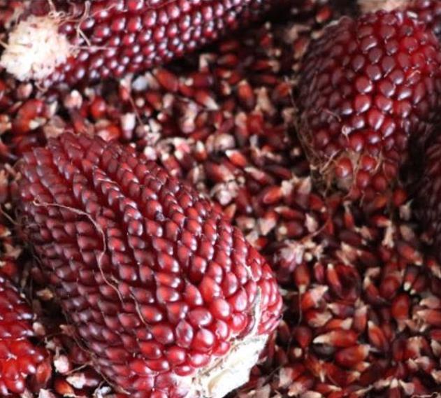Zea mays Strawberry Popcorn (C.O) - Milho Pipoca Morango, Milho Pipoca Ornamental