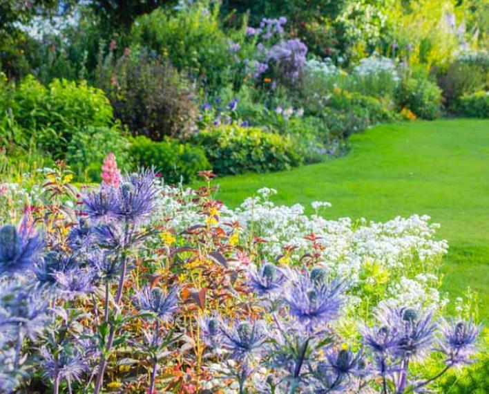 Eryngium alpinum Superbum - Azevinho do mar, Eringio soberbo, Eringio esplêndido, Blue sea holly