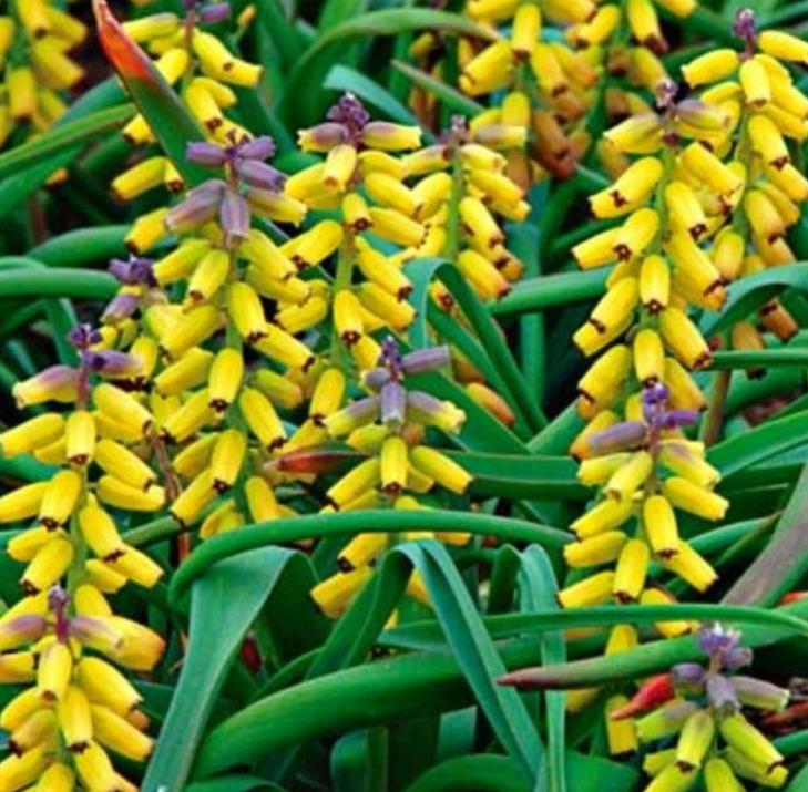 Muscari macrocarpum Golden Fragance - Jacinto Uva Dourado, Jacinto Uva Fragrância de Ouro