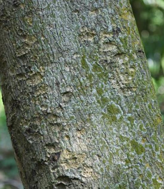 Pterospermum acerifolium - Árvore de karnikara, Árvore Bayur, Dinner Plate Tree