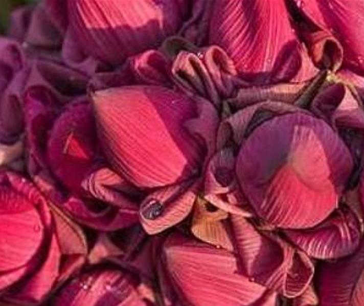 Nelumbo nucifera 'Vermelha' - Lótus Vermelha , Flor de Lótus Vermelha, Lótus Sagrado, Lótus-da-Índia