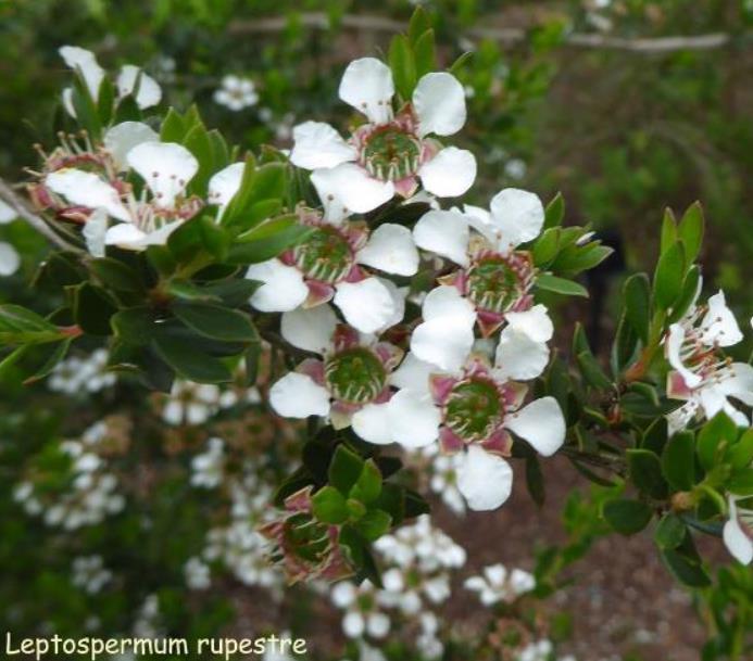 Leptospermum rupreste (L.scoparium Prostatum) - Arbusto do Mel rupreste, Murta de Mel do muro, Arbusto de Chá prostrado
