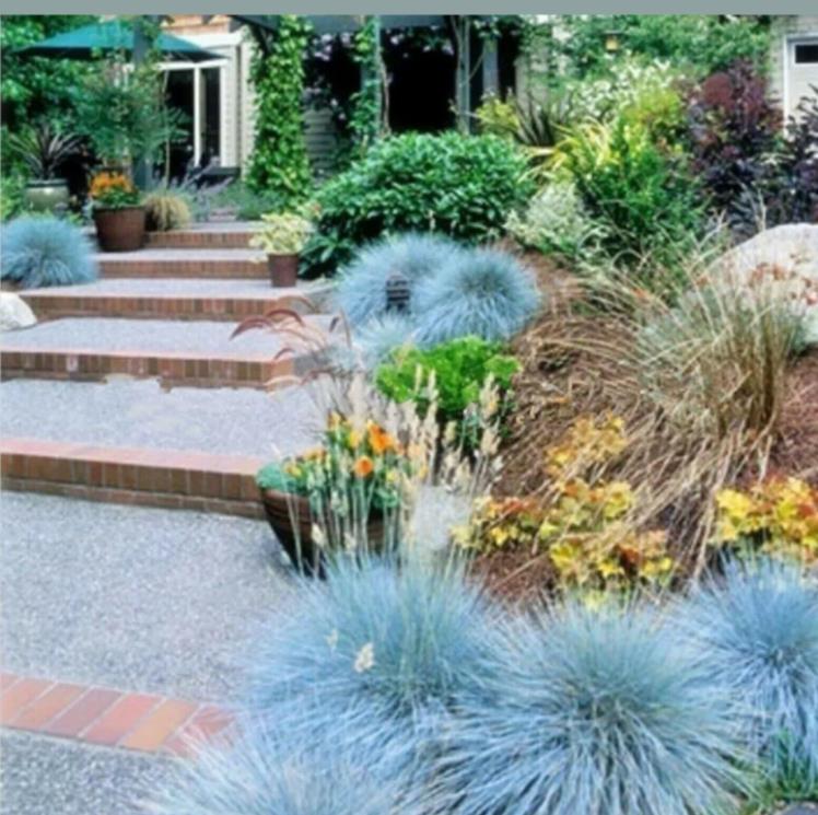 Festuca glauca 'Blue Select' - Grama Azul 'Seleção Azul', Blue Fescue Grass, Blue Select Grass