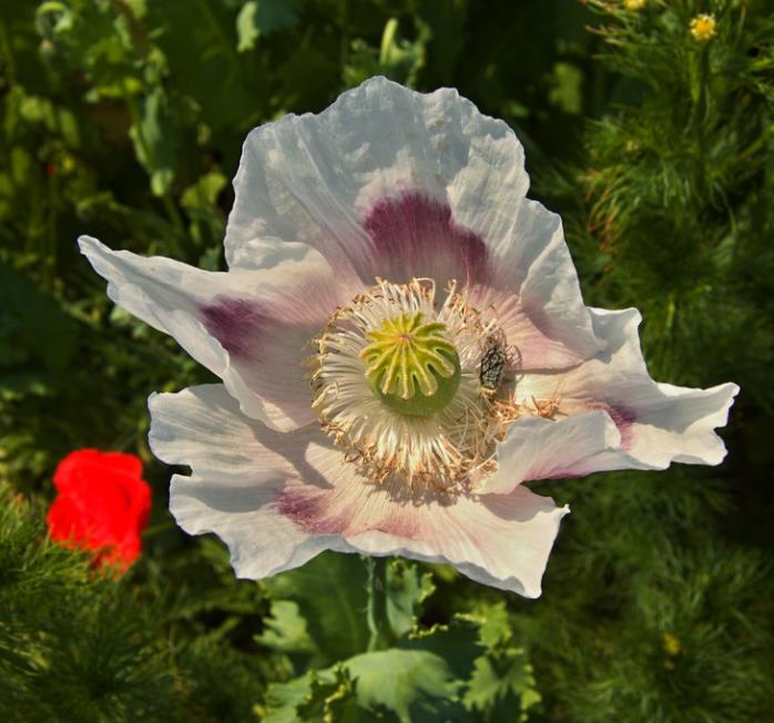 Papaver somniferum - Dormideira, Papoula Dormideira