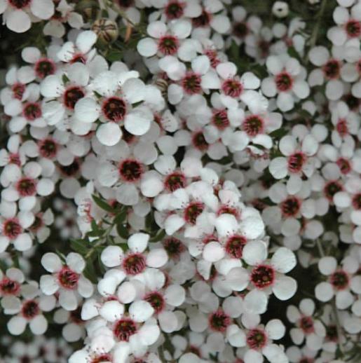 Leptospermum rupreste (L.scoparium Prostatum) - Arbusto do Mel rupreste, Murta de Mel do muro, Arbusto de Chá prostrado