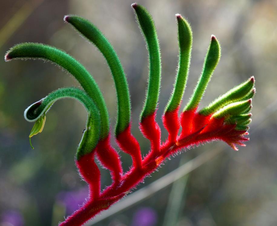 Anigozanthos manglesii - Pata de Canguru Vermelho e Verde, Kangaroo Paw