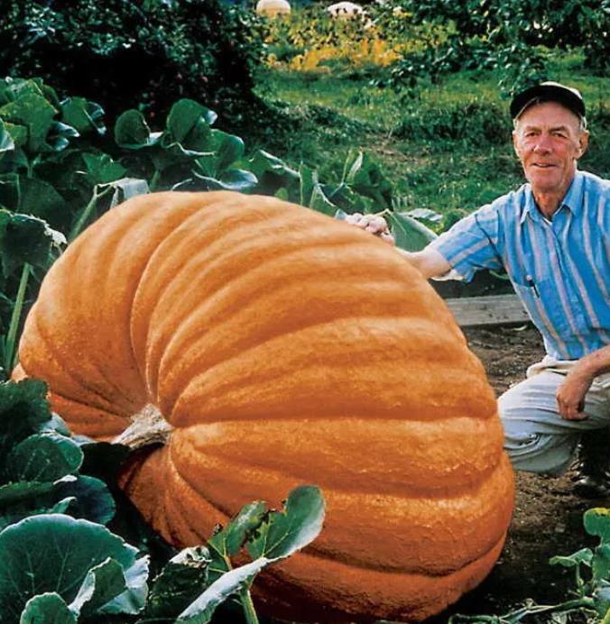 Curcubita maxima Dills Atlantic Giant - Abobora Gigante - Dills Atlantic Giant