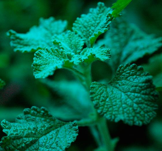 Marrubium vulgare - Marroio, Marroio branco, Hortelã de folha grossa, Hortelã do Maranhão, Incenso