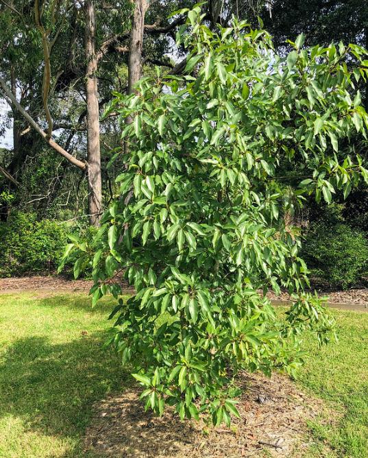 Ficus racemosa - Figueira de cacho, Figo de Cacho, Figueira Goolar, Figo do Rio Vermelho, Cluster