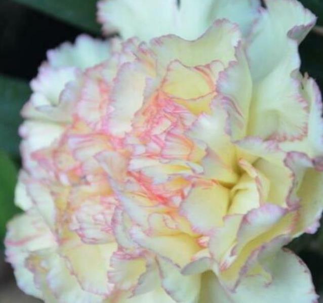 Dianthus plumarius Sonata extra double mix - Flor Divina Plumarius Sonata, Cravo Plumado Dobrado, Rosa de Plumas, Rosa E