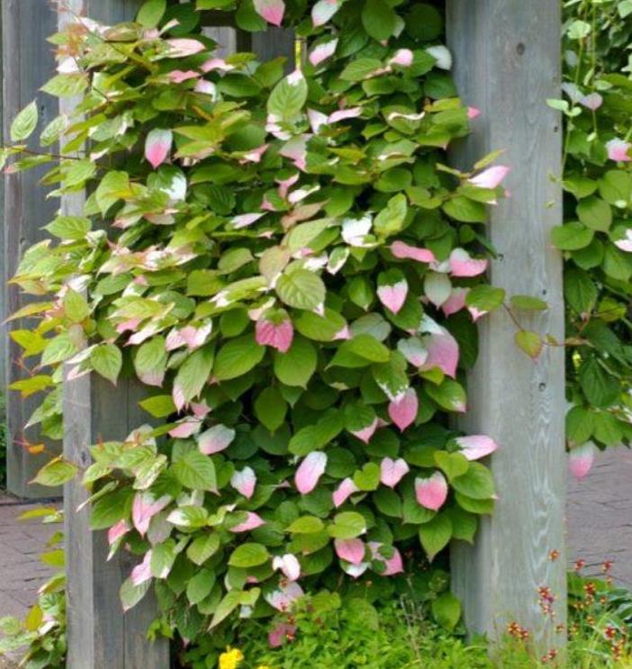 Actinidia kolomikta - Kiwi Uva, Trepadeira Mini Kiwi, Kiwi Grape, Kiwi Berry, Kiwi Ornamental