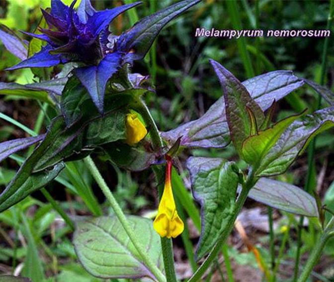 Melampyrum nemorosum -  Flor Dia e Noite, Bandeira Sueca , Night and Day