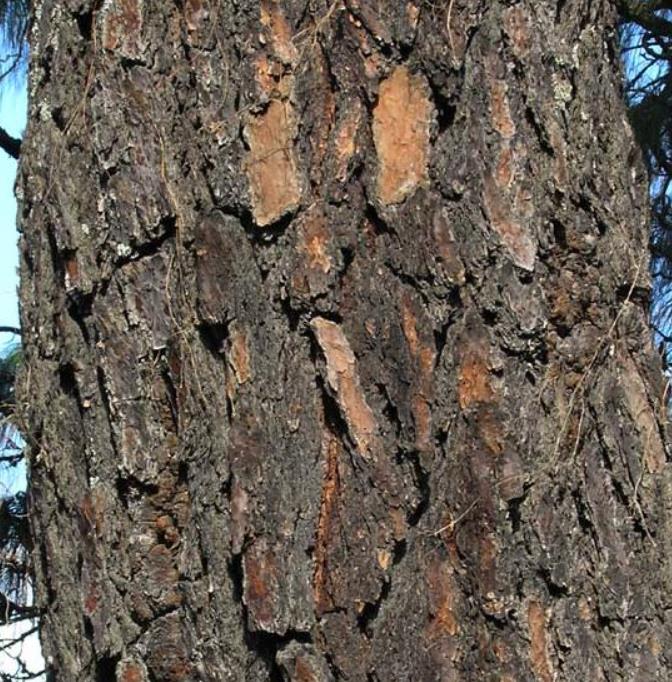 Pinus maximinoi (Pinus tenuifolia) - Pinheiro Maximinoi, Pinheiro de ponta fina, Pinabete