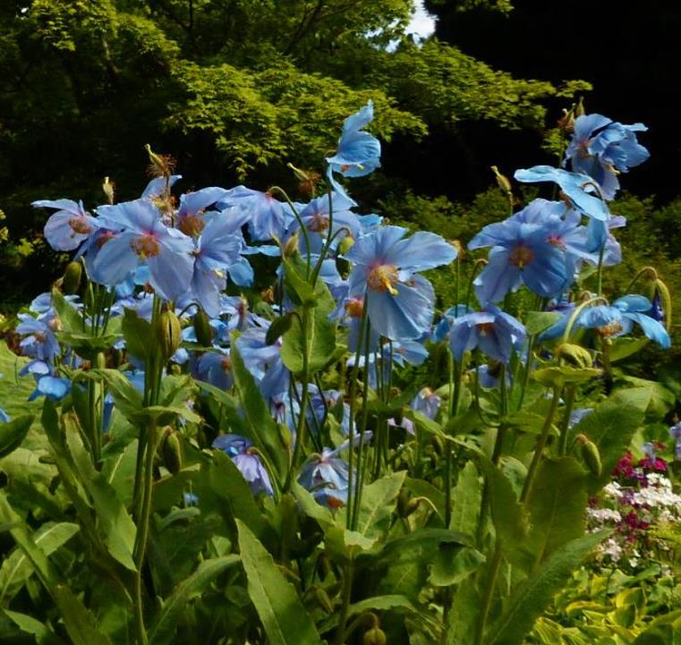 Meconopsis baileyi - Papoula Azul do Himalaya, Papoula Tibetana, Himalayan Blue Poppy, Papoula de Bai