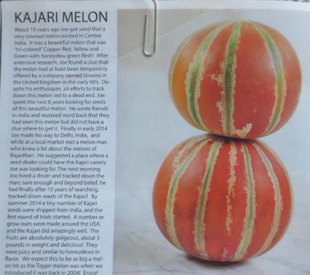 Cucumis melo Kajari (C.O) - Melão Kajari, Melão Mel, Honeydew Melon