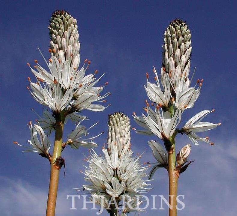 Asphodelus albus - Asfódelo Branco, Asfódelo de Líquen de Bordas Brancas