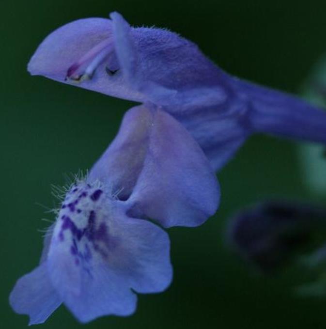 Nepeta clarkei - Erva dos Gatos Flor Azul, Clark's Catmint, Himalayan Catmint