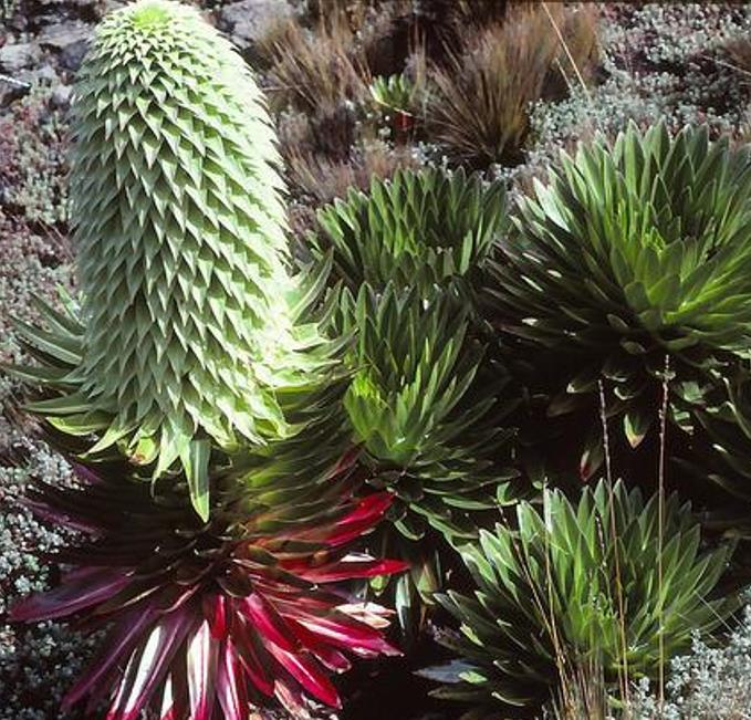 Lobelia gregoriana ssp. Gregoriana  - Lobelia gigante, Lobelia Gin Tônica, Lobelia tree