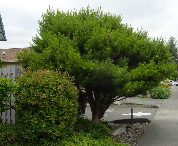 Pinus densiflora - Pinheiro japonês vermelho, Japanese red pine, Akamatsu