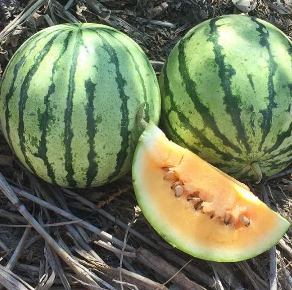 Citrullus lanatus Clay County Yellow Meat - Melancia Polpa Amarela do Condado de Clay, Melancia Amarelo Laranja do Alaba
