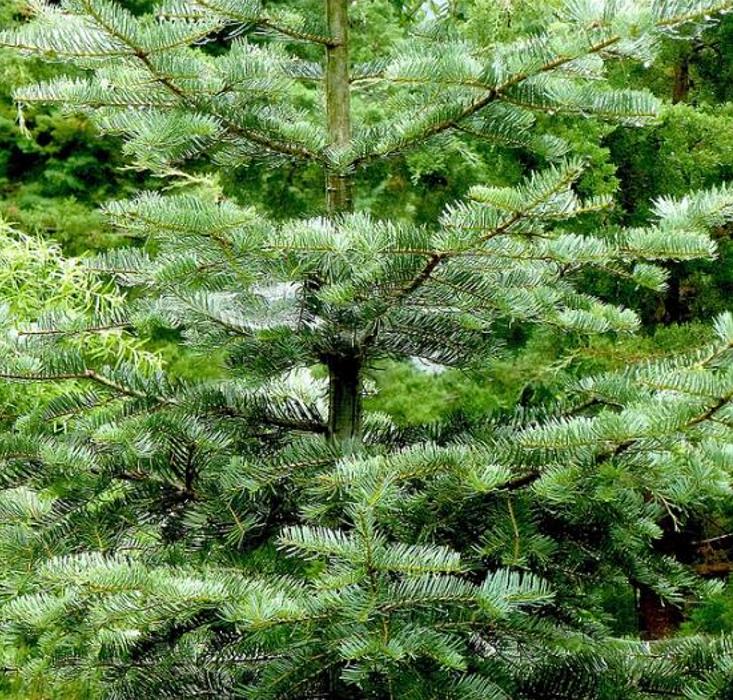 Abies amabilis - Abeto de Prata, Abeto Prateado do Pacífico, Cascade Silver Fir