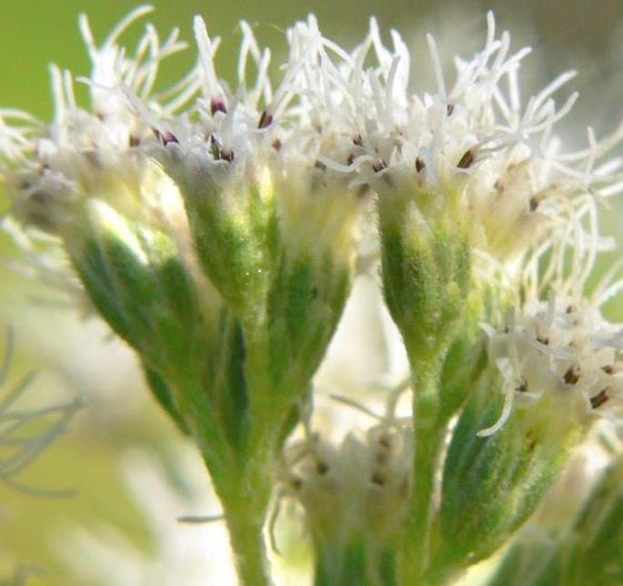 Eupatorium perfoliatum - Boneset, Eupatório, Antimônio Vegetal, Suor Vegetal, Febre do Mar, Febre Beakbon