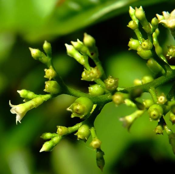 Bertiera guianensis - Bertiera fruto azul