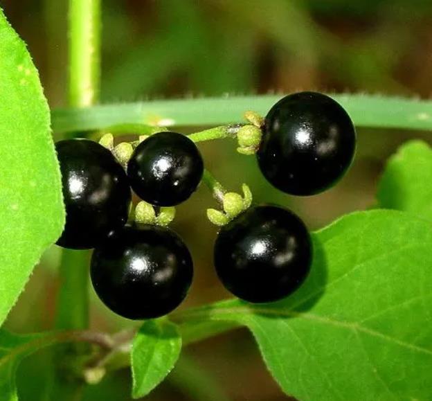 Solanum burbankii - Cereja Maravilha, Cereja do Sol, Wonderberry, Sunberry
