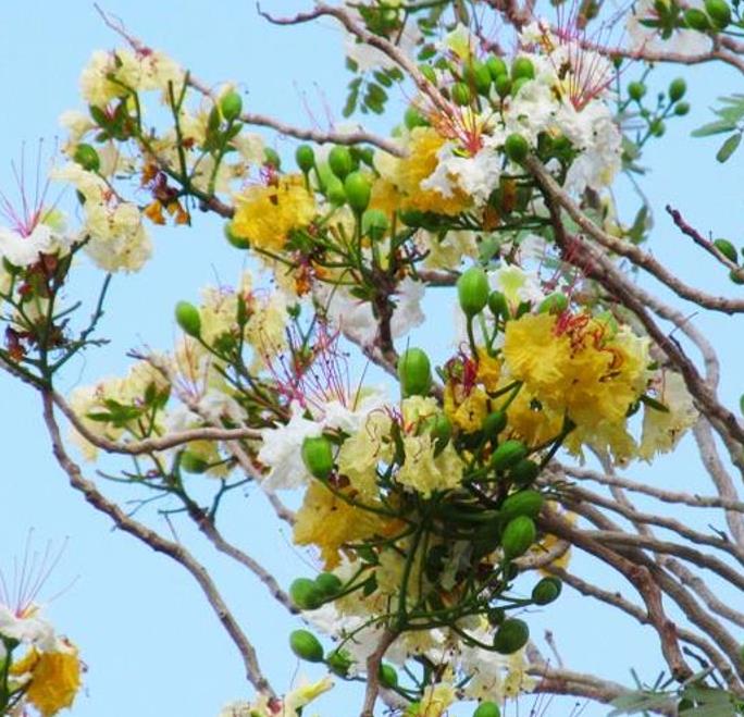 Delonix pumila - Poinciana adansonioides anã, Flamboyant Baobá, Flamboyant Garrafa