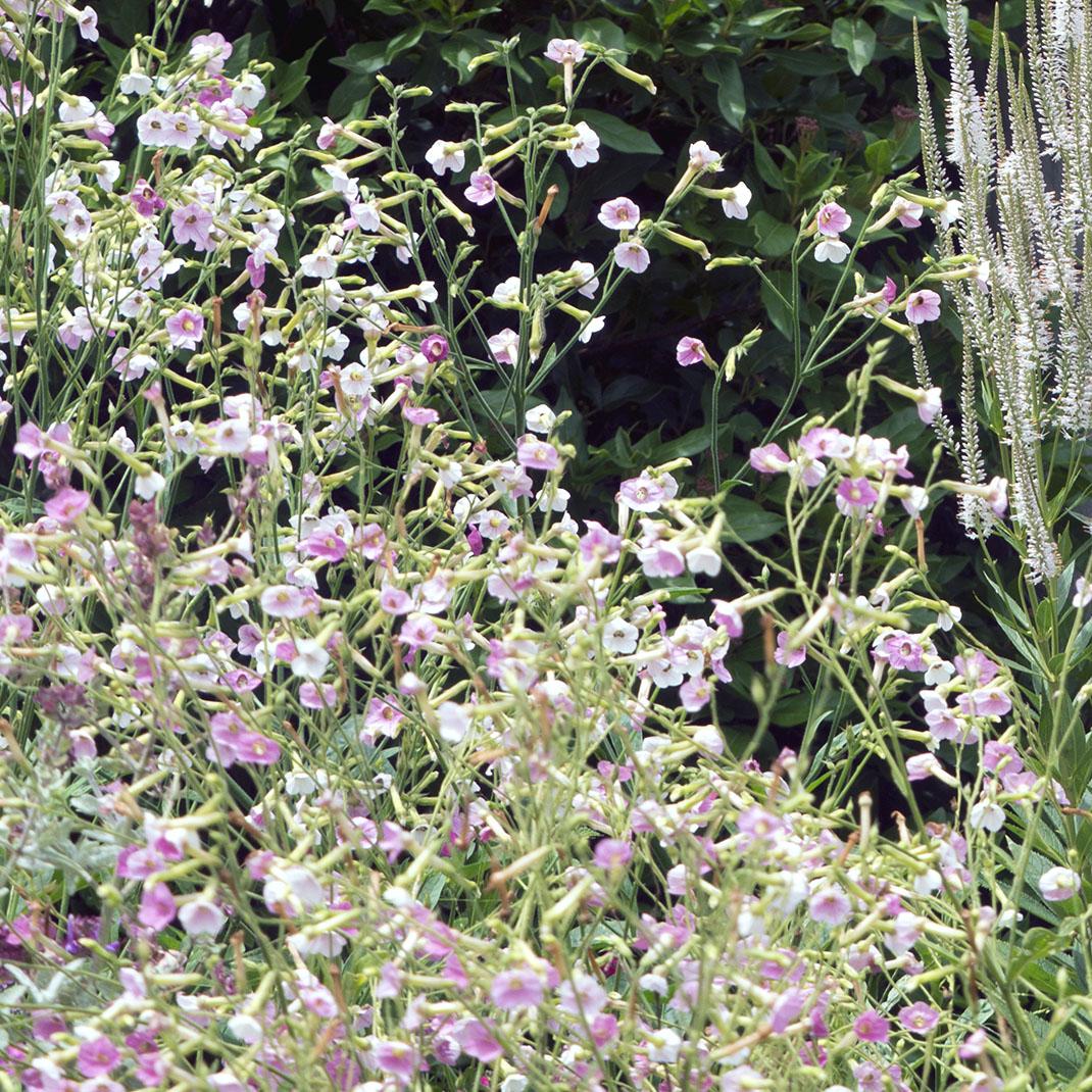 Nicotiana mutabilis 'Marshmallow' Tricolor - Tabaco em Flor, Nicotiana Marshmallow, Flowering Tobacco