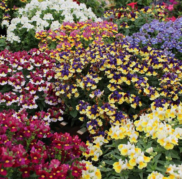 Nemesia strumosa Blaze of Glory (Mix) - Nemésia sedutora (Mix), Jóia do Cabo (Mix), Nemesia Chama da Glória