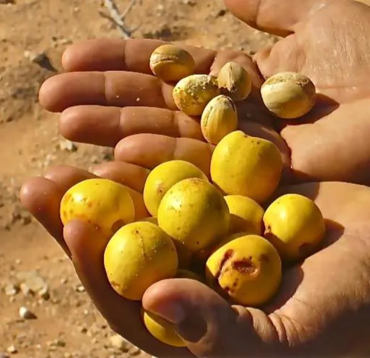 Argania spinosa - Árvore Argan, Ouro Marroquino, Árvore da Vida