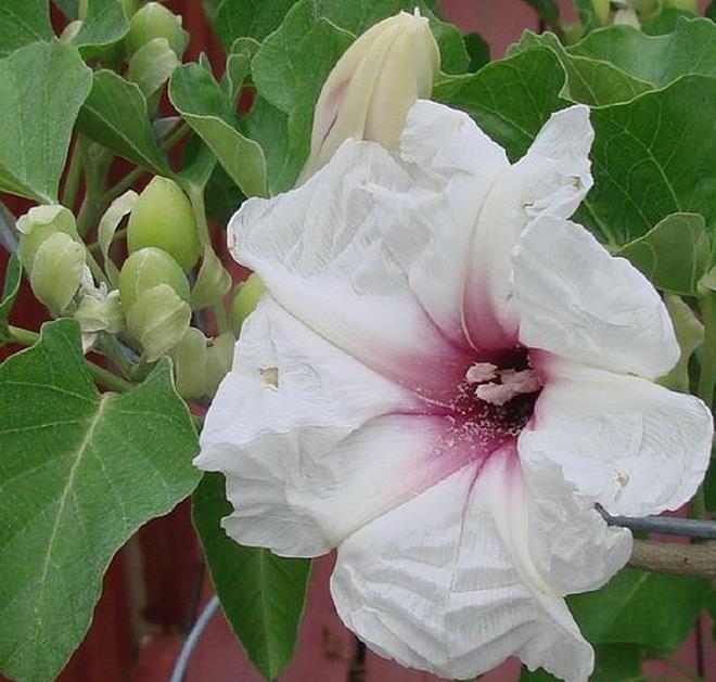 Ipomoea albivenia - (Ipomoea caudiciform), Algodão selvagem, Ipomoea wild cotton